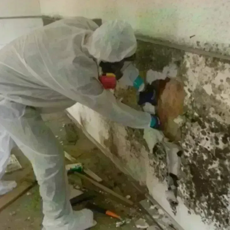 Mold Remediation and Removal in Acworth, GA